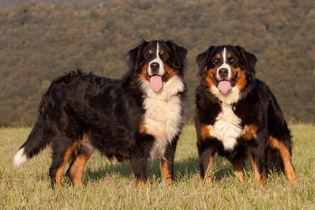 What Does A Bernese Mountain Dog Look Like