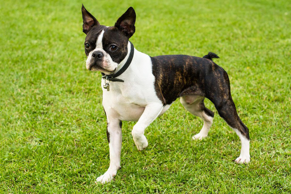 how long before a boston terrier is fully grown? 2