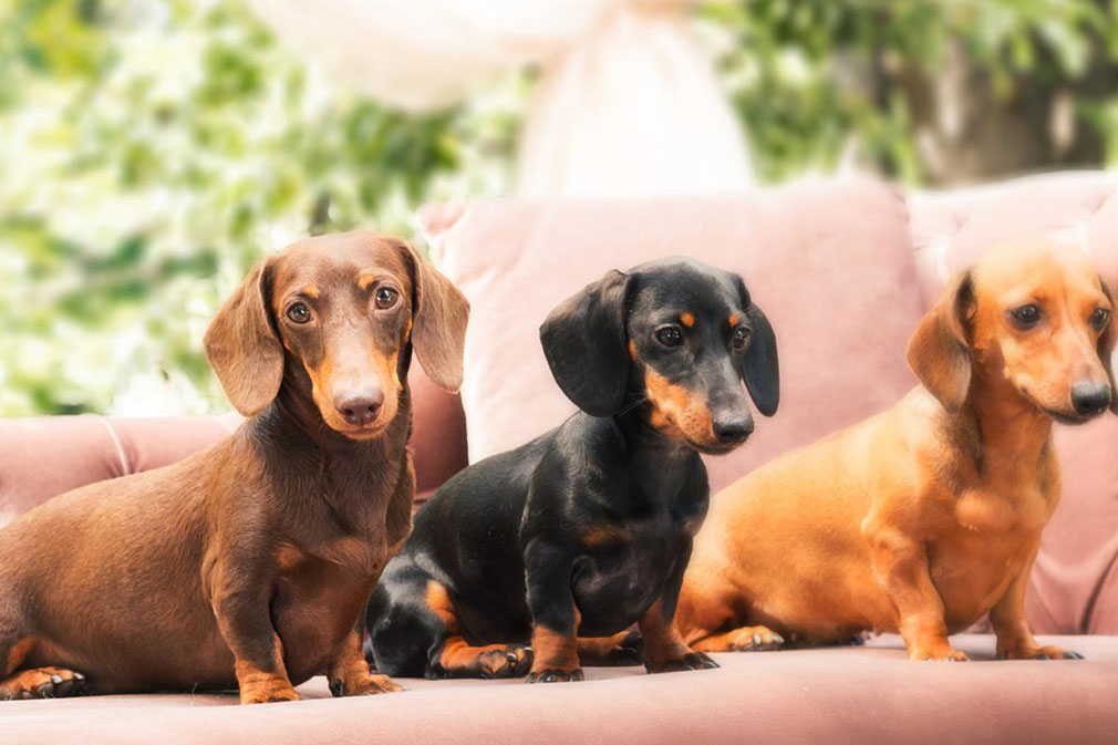 miniature smooth dachshund puppies
