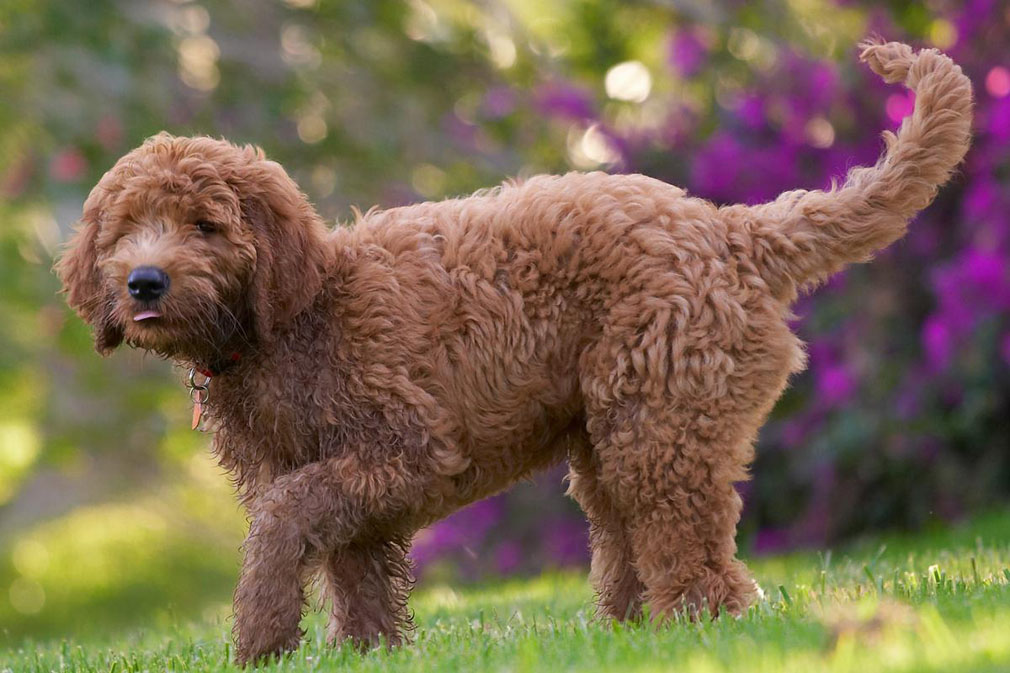 Meet the Groodle (Goldendoodle)!