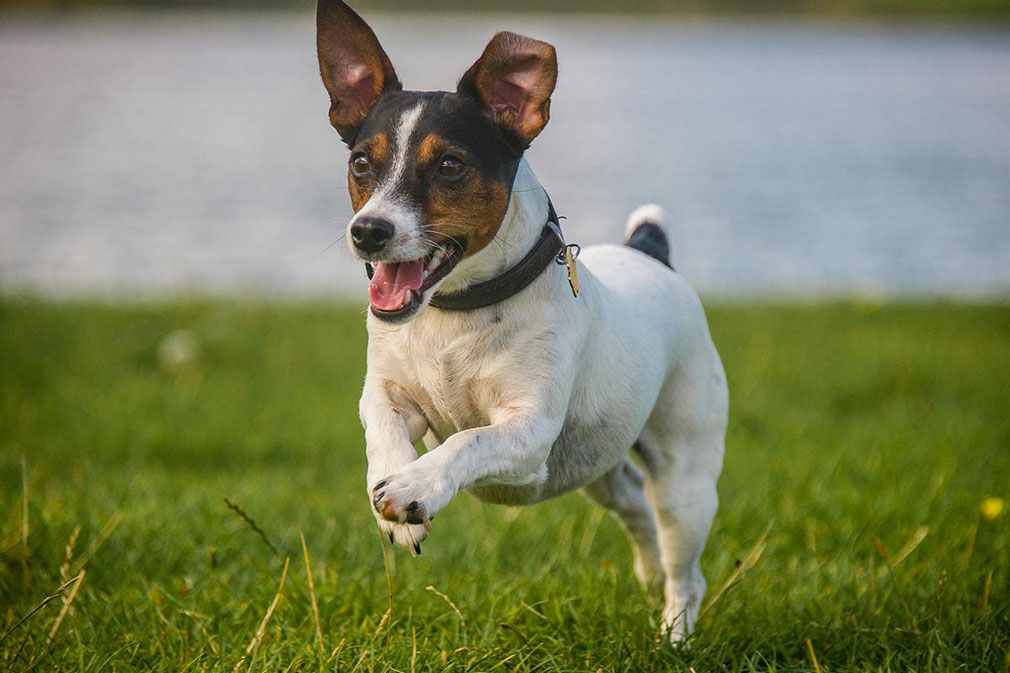 black and white jack adult russell terrier