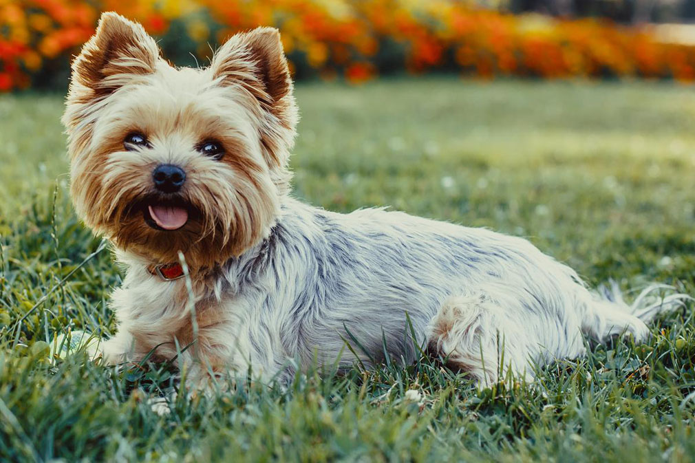 terrier yorkshire dog breeds adult grown smartest fully canine overview horizontimes bedtimez