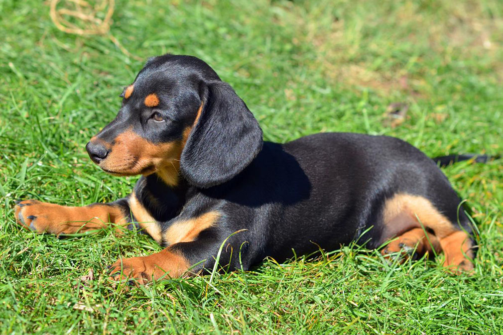 smooth haired miniature dachshund