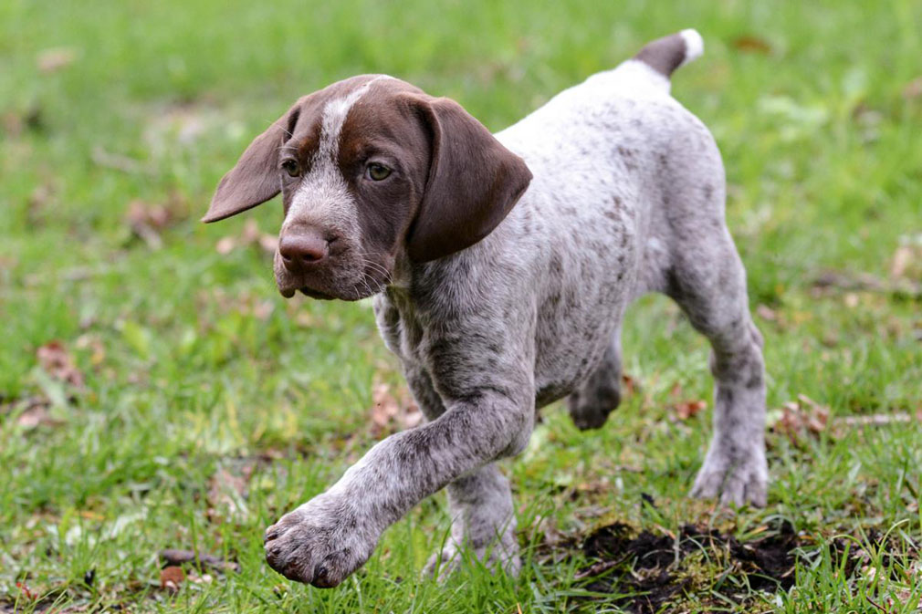 Are German Shorthaired Pointers Cuddly