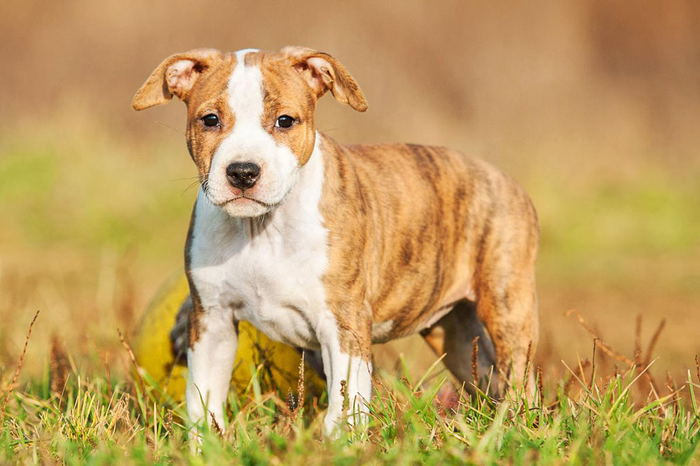 American Staffordshire Bull Terrier - Photos All Recommendation