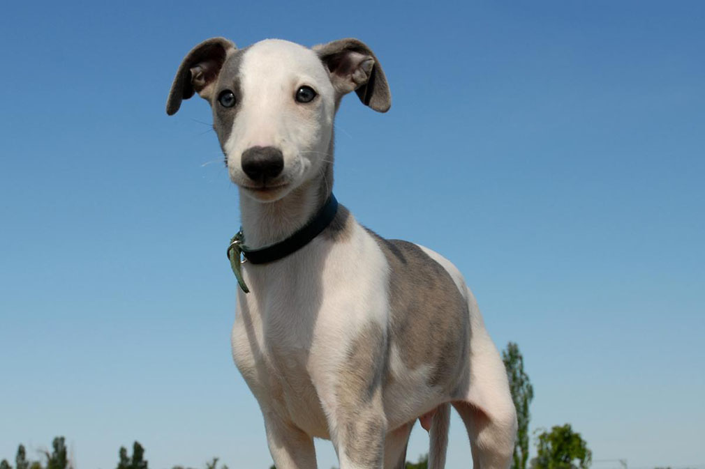 whippet dog puppy