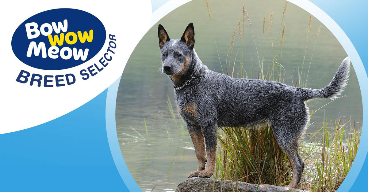 what age do blue heelers ears stand up