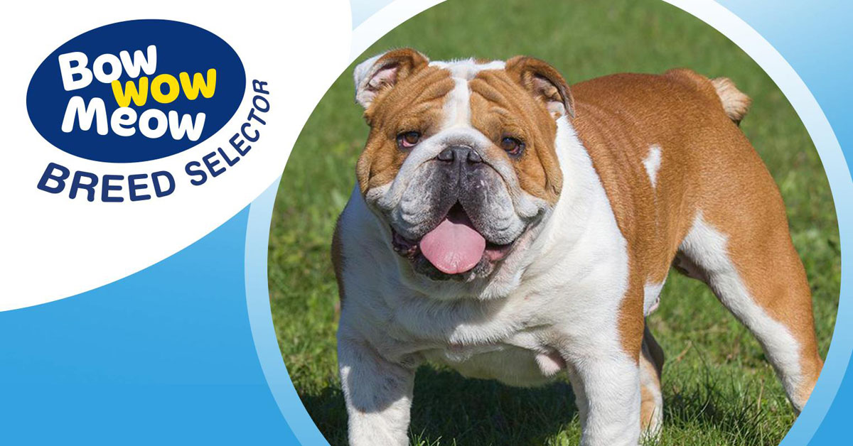 British best sale bulldog club