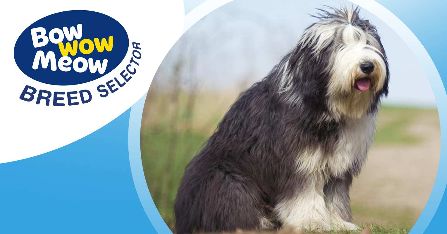 are bearded collies good family companions