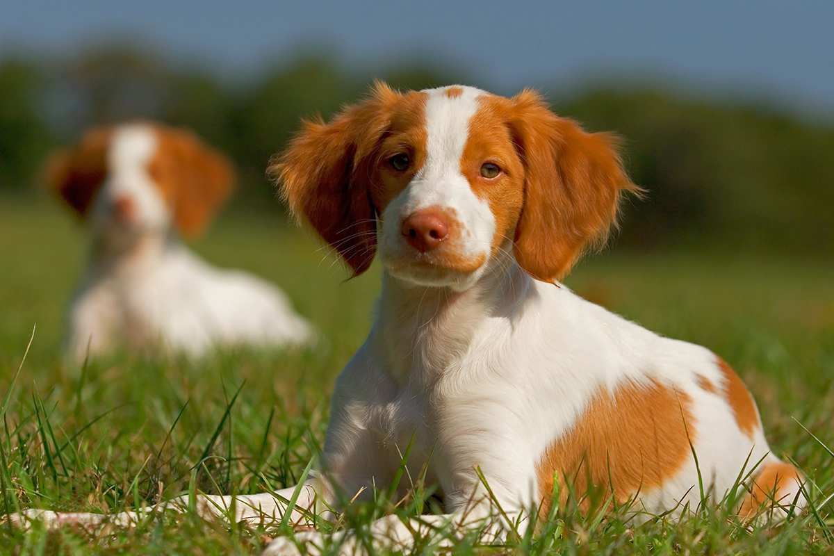 BRITTANY SPANIEL Characteristics And Care | atelier-yuwa.ciao.jp