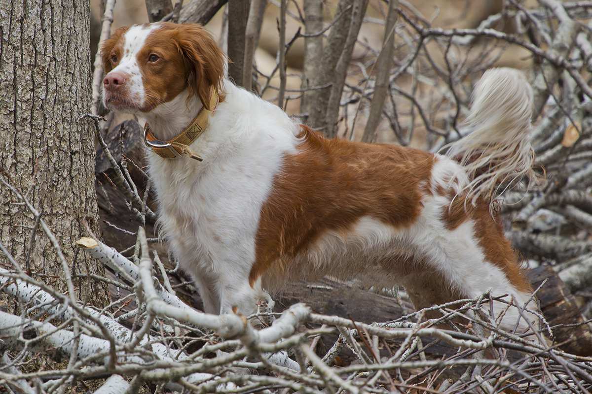 Meet The Brittany Spaniel! | atelier-yuwa.ciao.jp
