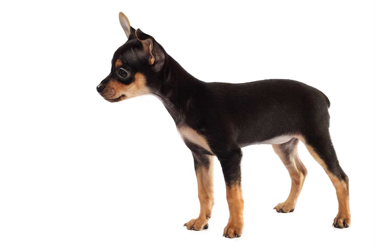 english toy terrier puppy