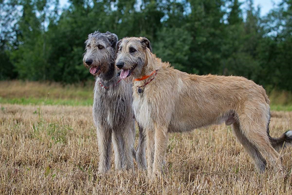 Meet The Irish Wolfhound 