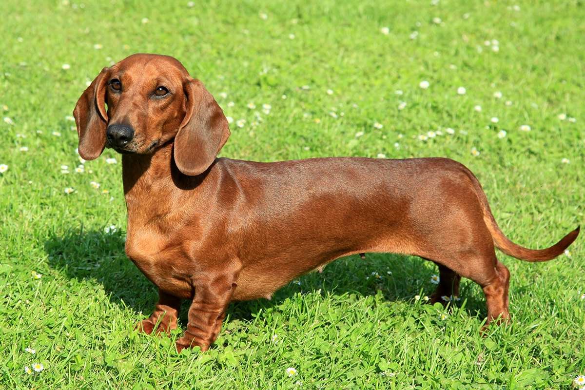 Meet The Dachshund Standard 