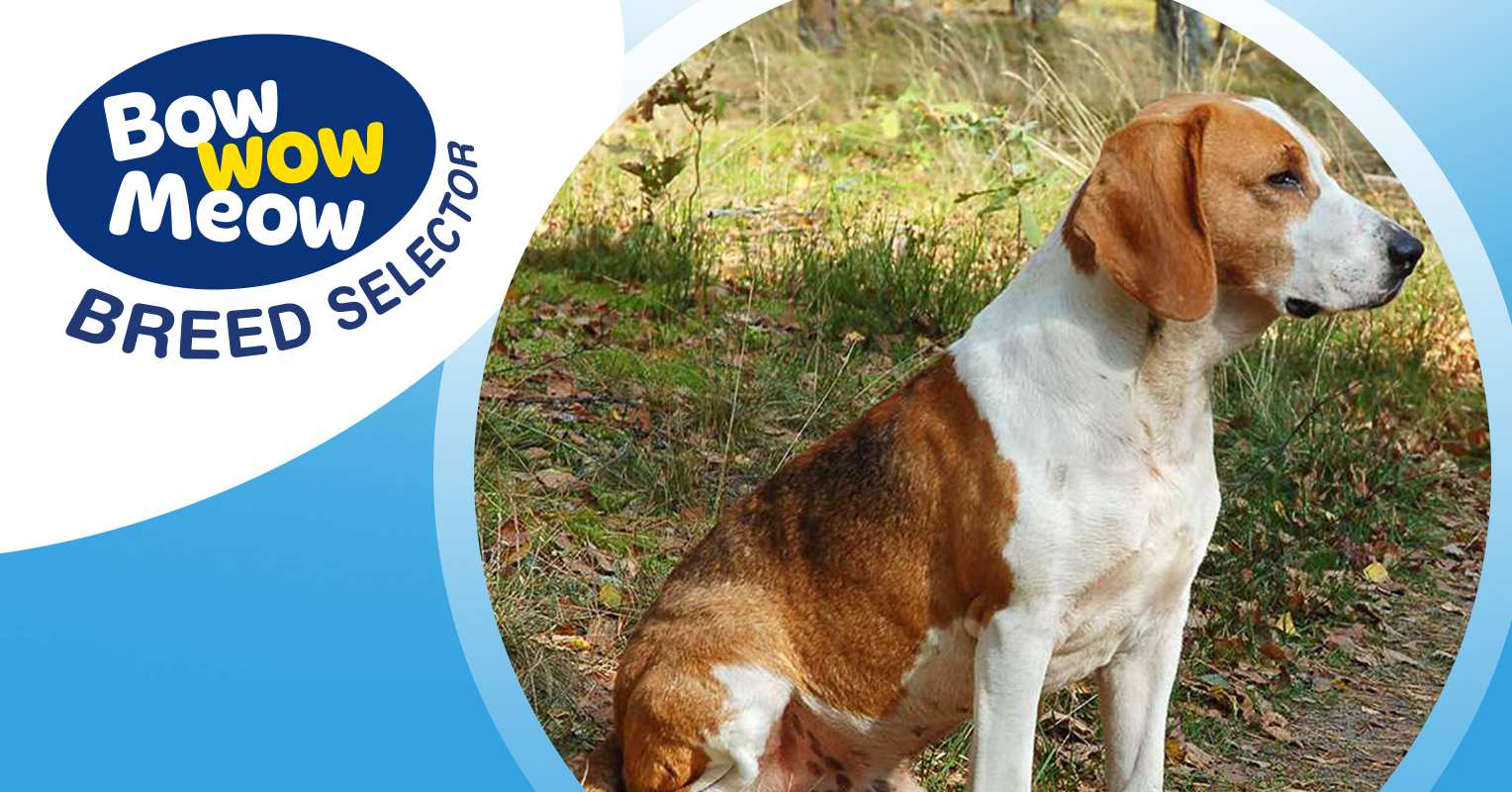 are american foxhounds friendly or dangerous to strangers