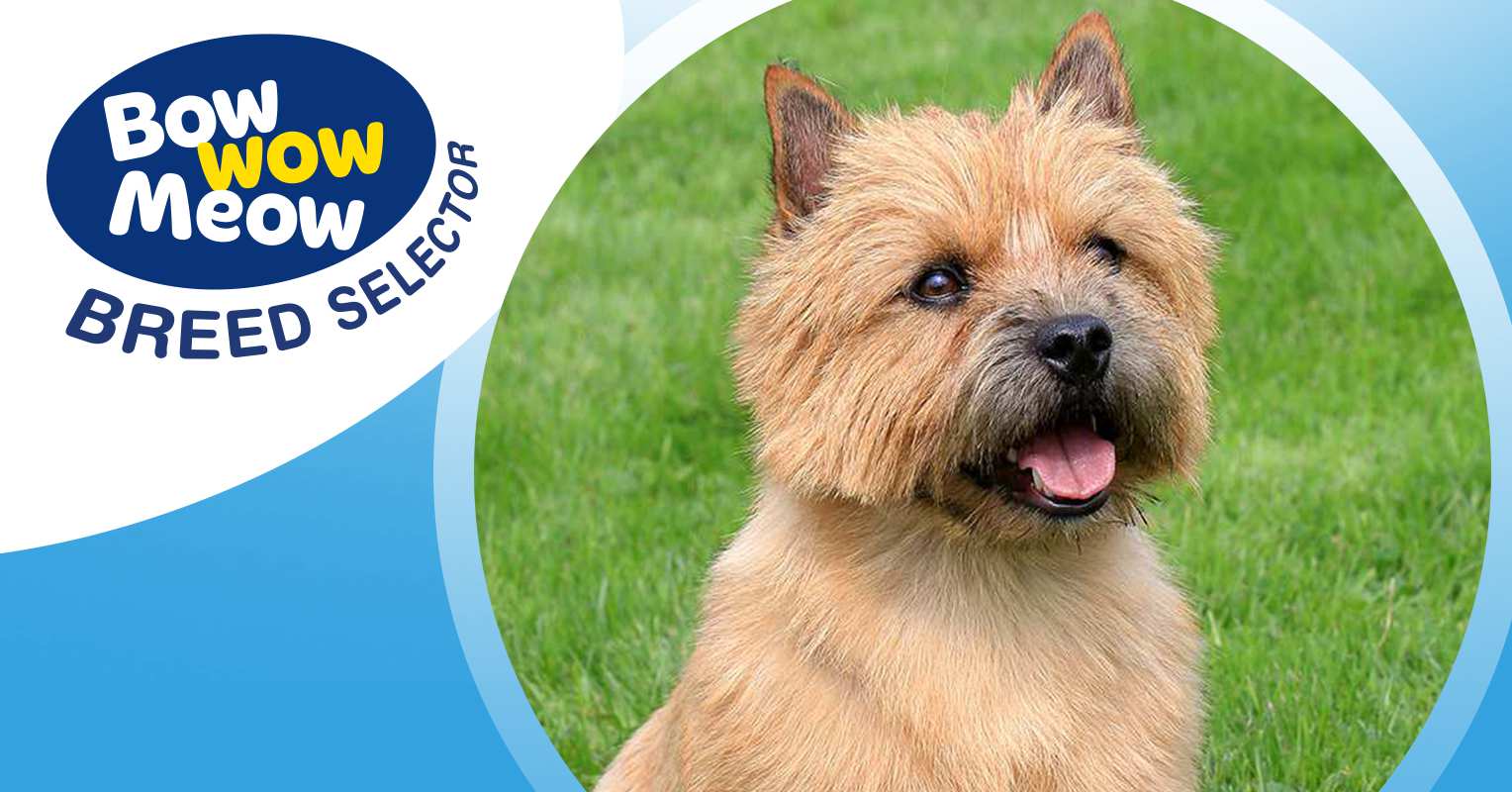 what is the breed of norwich terrier