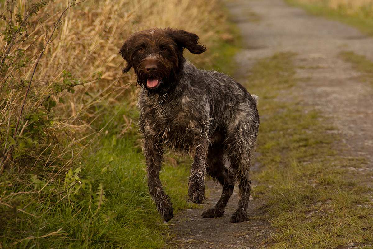 wirehaired pointing griffon dogs 101