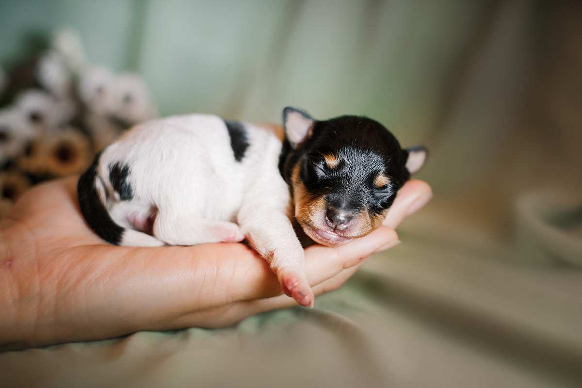 toy fox terrier dogs